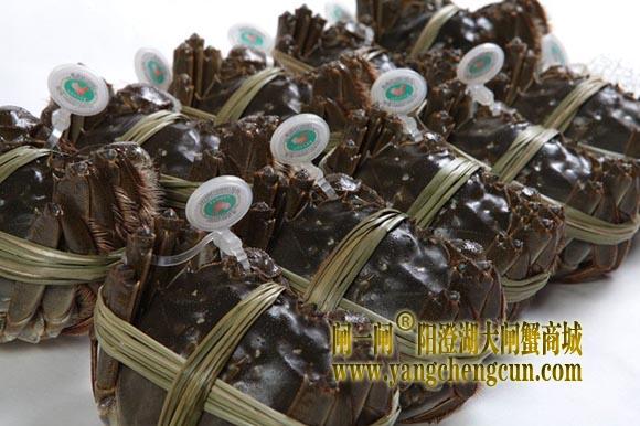 阳澄湖大闸蟹