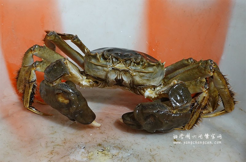 阳澄湖大闸蟹