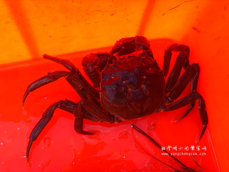 阳澄湖大闸蟹