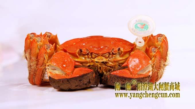 阳澄湖大闸蟹