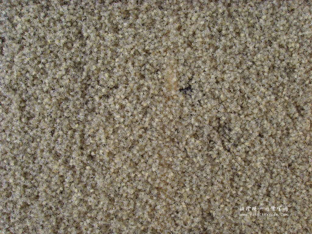 阳澄湖1号大眼幼体