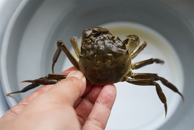 阳澄湖大闸蟹蟹苗