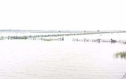 阳澄湖超警戒水位9cm “吃货”担心大闸蟹“越狱”  