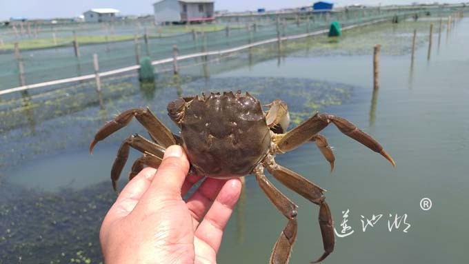 阳澄湖大闸蟹