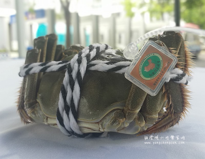 阳澄湖大闸蟹