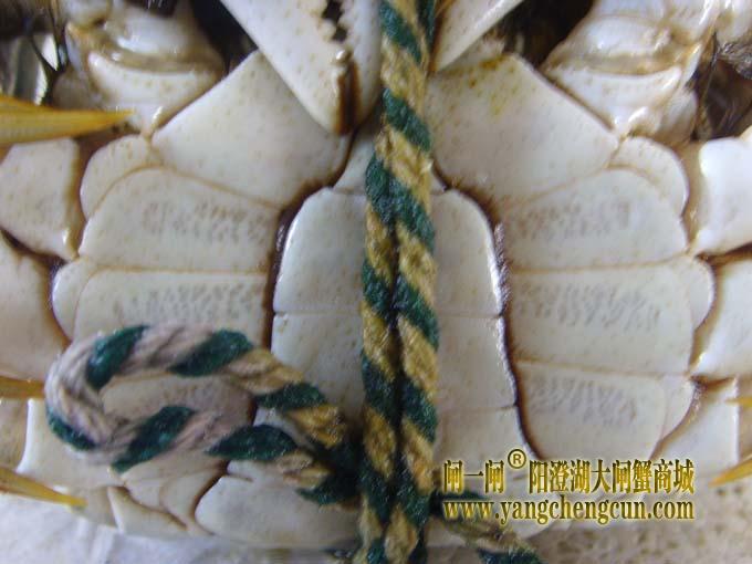 阳澄湖大闸蟹公蟹