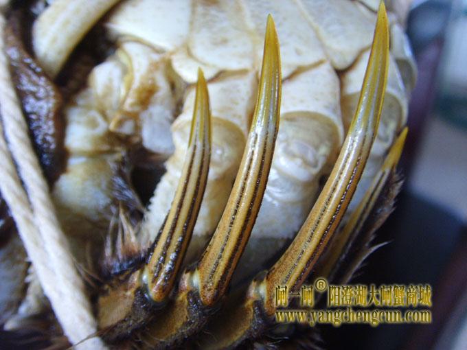 阳澄湖大闸蟹（金爪）