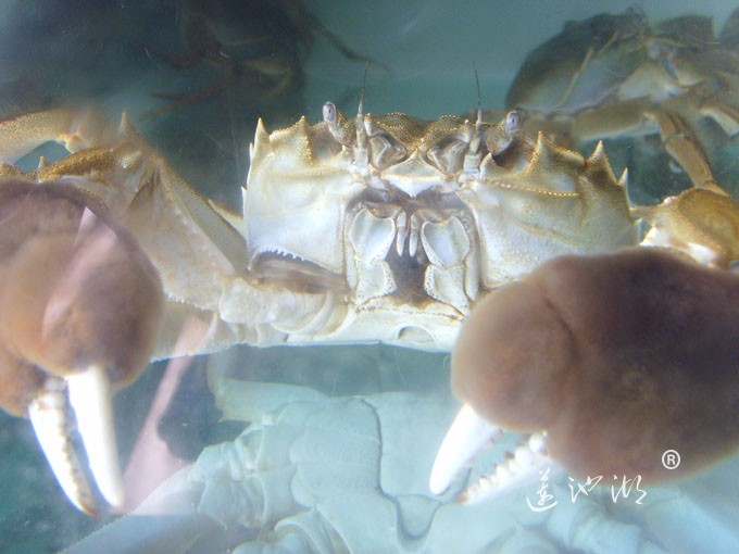 阳澄湖大闸蟹