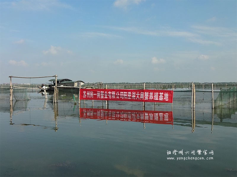 苏州阳澄湖大闸蟹养殖基地