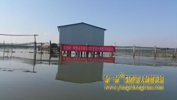 阳澄湖大闸蟹养殖基地