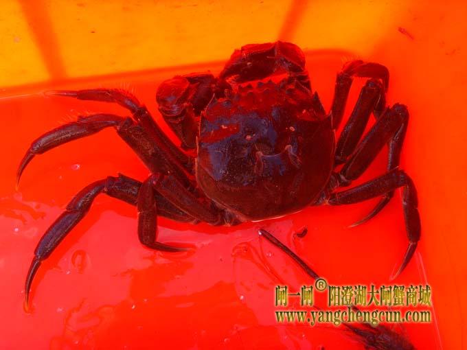 阳澄湖大闸蟹六月黄