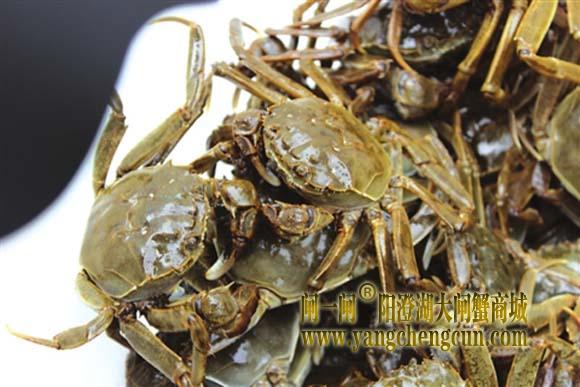 阳澄湖六月黄大闸蟹