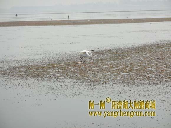 阳澄湖上有一种水鸟叫————白鹭