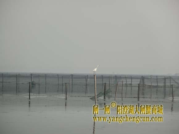 阳澄湖上有一种水鸟叫————白鹭