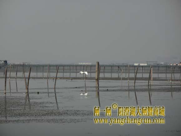 阳澄湖上有一种水鸟叫————白鹭