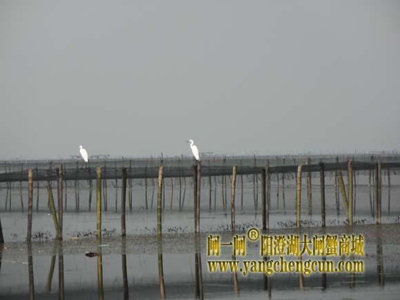 阳澄湖上有一种水鸟叫————白鹭