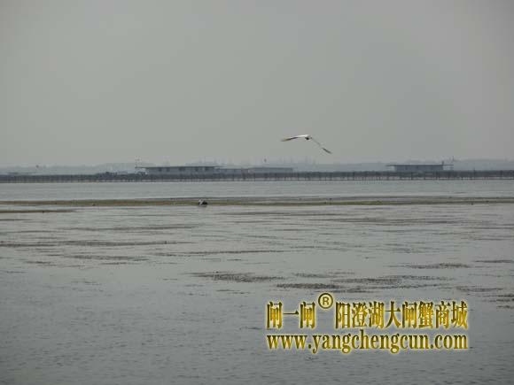 阳澄湖上有一种水鸟叫————白鹭