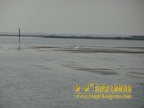 阳澄湖上有一种水鸟叫————白鹭