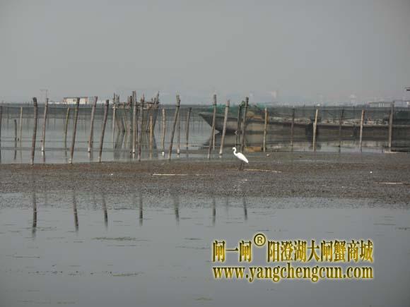 阳澄湖上有一种水鸟叫————白鹭