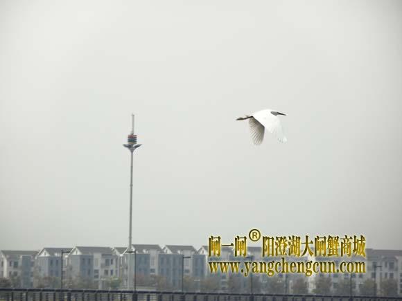 阳澄湖上有一种水鸟叫————白鹭