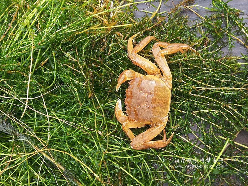 阳澄湖大闸蟹蟹壳