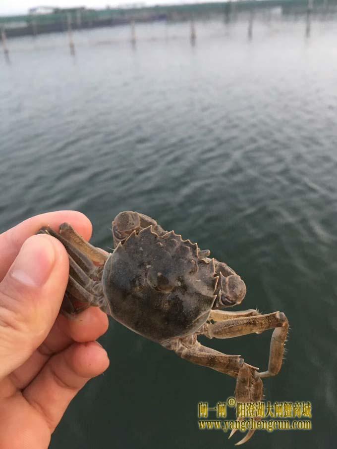 阳澄湖大闸蟹蟹苗投放正当时
