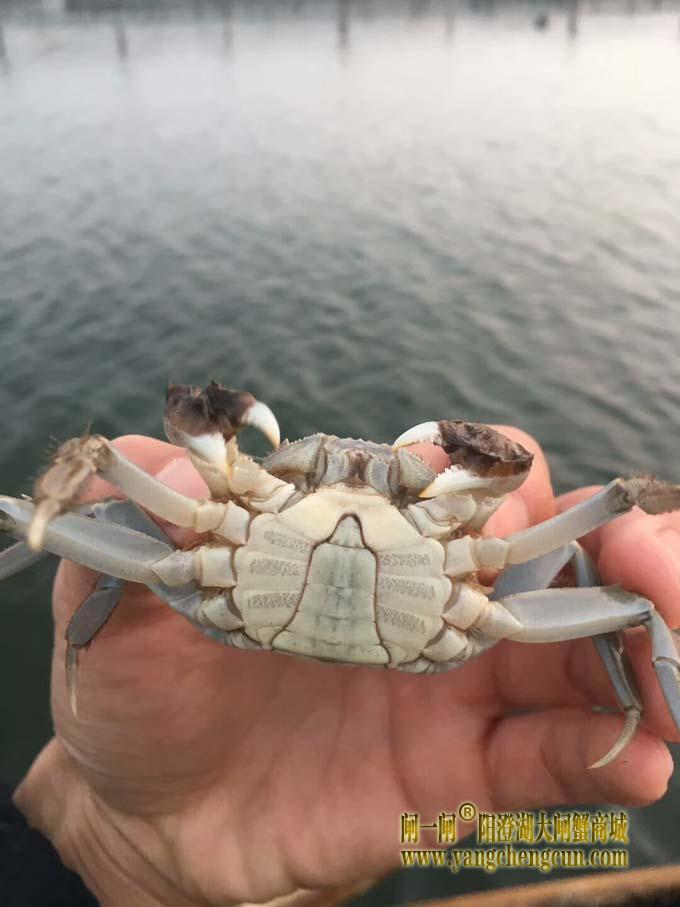 阳澄湖大闸蟹蟹苗投放正当时