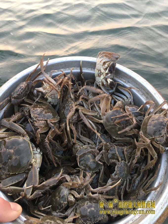 阳澄湖大闸蟹蟹苗投放正当时