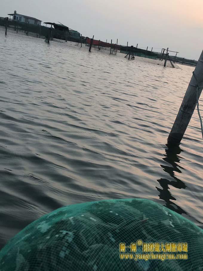 阳澄湖大闸蟹蟹苗投放正当时