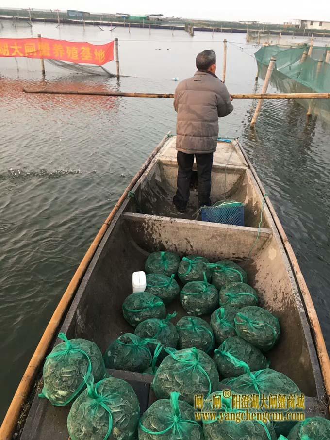 阳澄湖大闸蟹蟹苗投放正当时