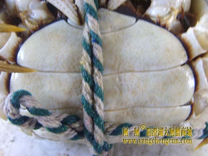 阳澄湖大闸蟹（母蟹）
