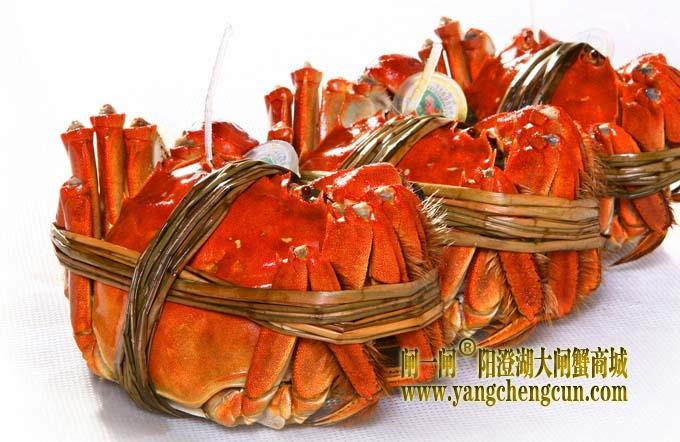 阳澄湖大闸蟹