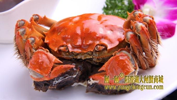 阳澄湖大闸蟹