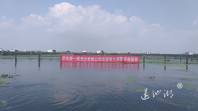 阳澄湖大闸蟹养殖基地