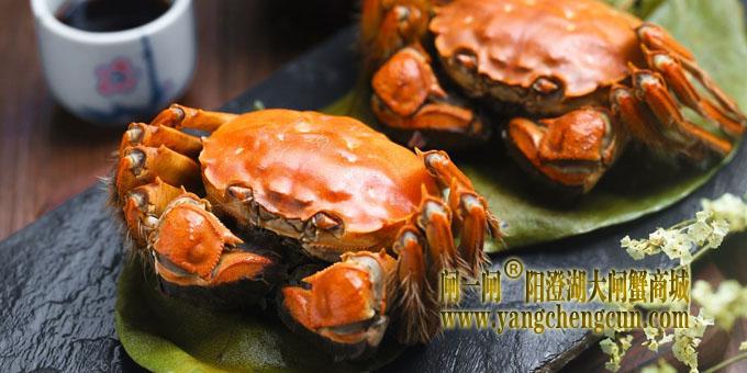 阳澄湖大闸蟹