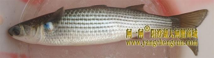 这是一条什么鱼？